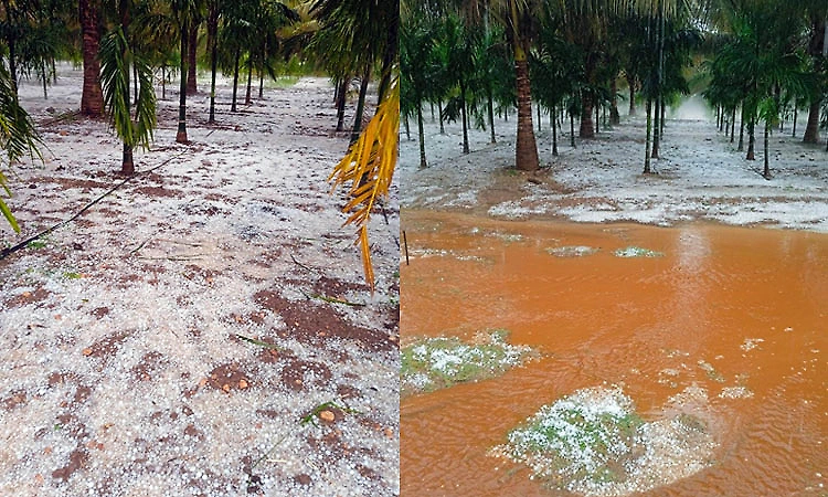 Hailstorm damages crops over 56,000 hectares in Karnataka