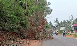 ತೀರ್ಥಹಳ್ಳಿ: ಸೀಬಿನಕೆರೆ ಬಳಿ ರಸ್ತೆಗೆ ಅಡ್ಡಲಾಗಿ ಬಿದ್ದ ಮರ; ಅಧಿಕಾರಿಗಳ ನಿರ್ಲಕ್ಷ್ಯ?