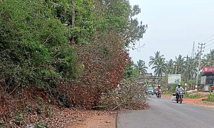 ತೀರ್ಥಹಳ್ಳಿ: ಸೀಬಿನಕೆರೆ ಬಳಿ ರಸ್ತೆಗೆ ಅಡ್ಡಲಾಗಿ ಬಿದ್ದ ಮರ; ಅಧಿಕಾರಿಗಳ ನಿರ್ಲಕ್ಷ್ಯ?