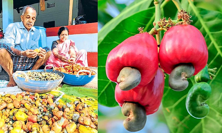 Kasaragod: ಗೇರು ಹಣ್ಣಿನ ವಿಶಿಷ್ಟ ಶರಬತ್ತು: ಒಗರೂ ಇಲ್ಲ, ಅಮಲೂ ಇಲ್ಲ!