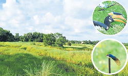 Migratory birds stop visiting Kota Hadolu area
