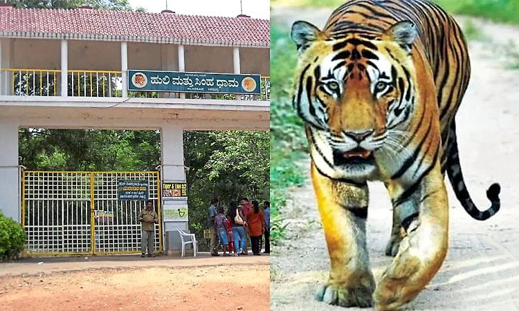 ತ್ಯಾವರೆಕೊಪ್ಪ: ರಜಾದಿನವೂ ಝೂ ವೀಕ್ಷಣೆಗೆ ಅವಕಾಶ  