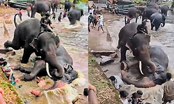 ದುಬಾರೆ ಆನೆ ಮಾರ್ತಾಂಡ ಸಾವಿಗೆ 7 ಇರಿತ, 70 ಲೀ. ರಕ್ತ ನಷ್ಟ ಕಾರಣ?