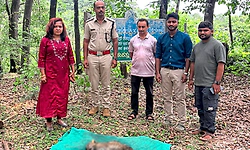 ಮೃತಪಟ್ಟ ಚಿರತೆ ಮರಿ ; ತಹಶೀಲ್ದಾರ್ ಸಮ್ಮುಖದಲ್ಲಿ ಮರಣೋತ್ತರ ಪರೀಕ್ಷೆ 