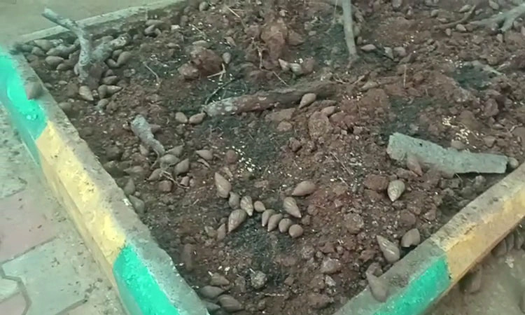 ಮೈಸೂರಲ್ಲಿ ದೇಶದಲ್ಲೇ ಮೊದಲ ಬಸವನಹುಳು ಸಾಕಾಣಿಕೆ ಕೇಂದ್ರ