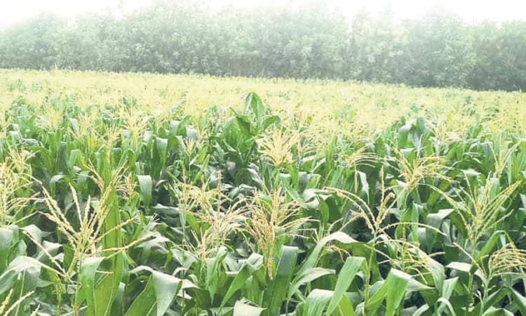 ಕಾಳು ಕಟ್ಟುವ ವೇಳೆ ಕೈಕೊಟ್ಟ ಮಳೆ: ಅನ್ನದಾತರು ಕಂಗಾಲು