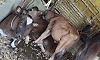 Cattle theft, illegal transportation and slaughter cases decline in Udupi district