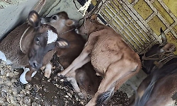 Cattle theft, illegal transportation and slaughter cases decline in Udupi district
