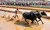 18 ಎಕರೇಲಿ ದಸರೆ ಕಂಬಳ ಟ್ರ್ಯಾಕ್ ನಿರ್ಮಾಣ ಪೂರ್ಣ   