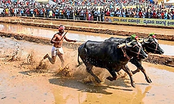 18 ಎಕರೇಲಿ ದಸರೆ ಕಂಬಳ ಟ್ರ್ಯಾಕ್ ನಿರ್ಮಾಣ ಪೂರ್ಣ   