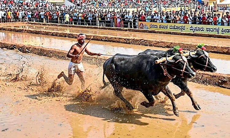 18 ಎಕರೇಲಿ ದಸರೆ ಕಂಬಳ ಟ್ರ್ಯಾಕ್ ನಿರ್ಮಾಣ ಪೂರ್ಣ   