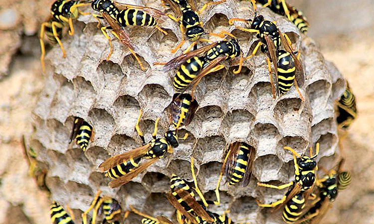 Belthangady: ಕಣಜದ ಹುಳು ದಾಳಿ; ಇಬ್ಬರಿಗೆ ಗಾಯ