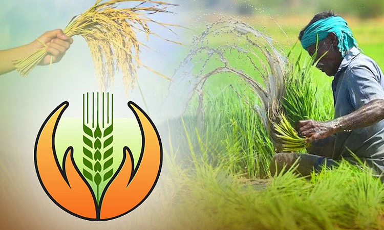 ಕರಾವಳಿಯಲ್ಲಿ ಮಳೆ ಹೆಚ್ಚಳದ ಪರಿಣಾಮ  ಫಸಲ್‌ ವಿಮಾ ಪರಿಹಾರ ಪಾವತಿ ವಿಳಂಬ!