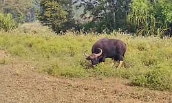 Blind wild bison wanders out of forest, leaves locals worried in Chikkamagaluru