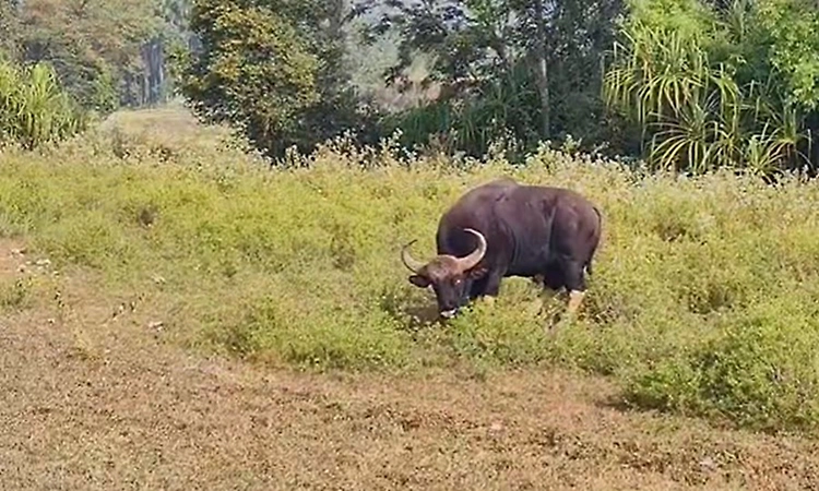Blind wild bison wanders out of forest, leaves locals worried in Chikkamagaluru
