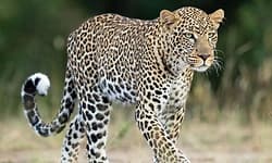 Bharamasagara: ಚಿರತೆ ದಾಳಿಗೆ ಎರಡು ಕುರಿ ಬಲಿ; ಅರಣ್ಯ ಇಲಾಖೆ ವಿರುದ್ಧ ಗ್ರಾಮಸ್ಥರ ಆಕ್ರೋಶ