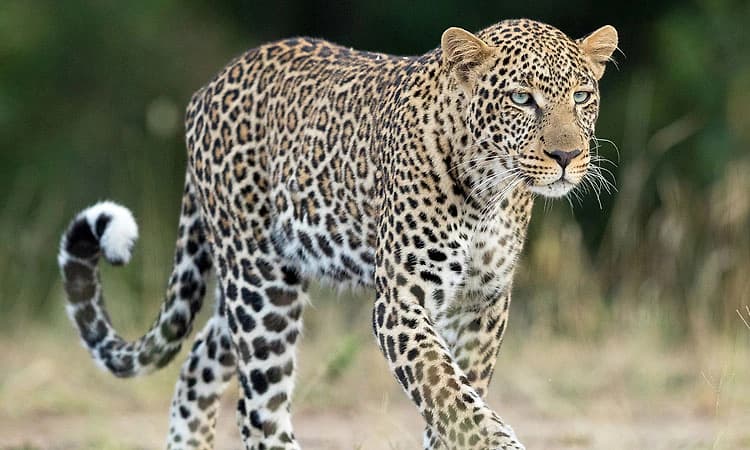 Bharamasagara: ಚಿರತೆ ದಾಳಿಗೆ ಎರಡು ಕುರಿ ಬಲಿ; ಅರಣ್ಯ ಇಲಾಖೆ ವಿರುದ್ಧ ಗ್ರಾಮಸ್ಥರ ಆಕ್ರೋಶ