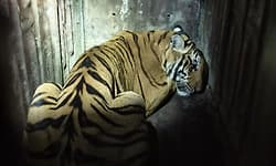 Gundlupete: ಮುಕ್ತಿ ಕಾಲೋನಿಯಲ್ಲಿ ಹುಲಿ ಸೆರೆ; ನಿಟ್ಟುಸಿರು ಬಿಟ್ಟ ಗ್ರಾಮಸ್ಥರು