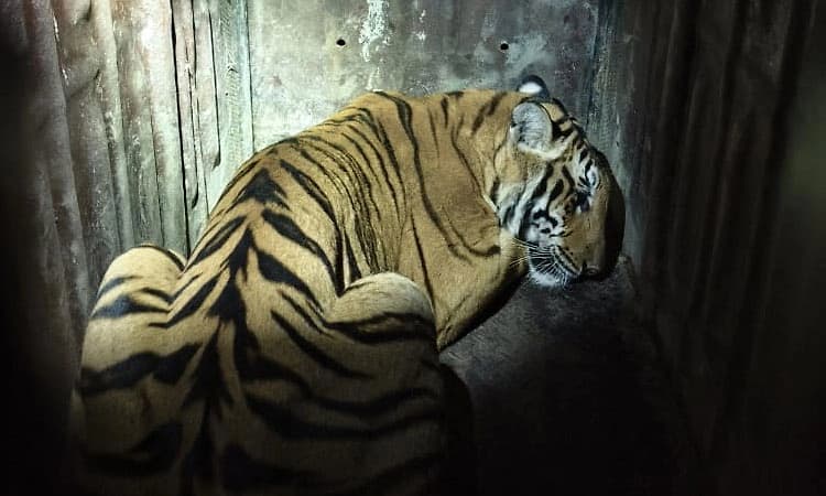 Gundlupete: ಮುಕ್ತಿ ಕಾಲೋನಿಯಲ್ಲಿ ಹುಲಿ ಸೆರೆ; ನಿಟ್ಟುಸಿರು ಬಿಟ್ಟ ಗ್ರಾಮಸ್ಥರು