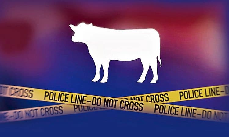 Madikeri; ಅಕ್ರಮವಾಗಿ ದನಗಳ ಸಾಗಾಟ; ಇಬ್ಬರ ಬಂಧನ, ದನಗಳ ರಕ್ಷಣೆ