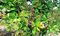 Alankar: ಕರಾವಳಿಯಲ್ಲಿ ಇನ್ನೂ ಹೂ ಬಿಡದ ಗೇರು ಕೃಷಿ