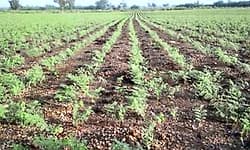 Gadag; ಕಡಲೆ ಬೆಳೆಗೆ ಕೀಟ ಕಾಟ; ಅನ್ನದಾತ ಆತಂಕ