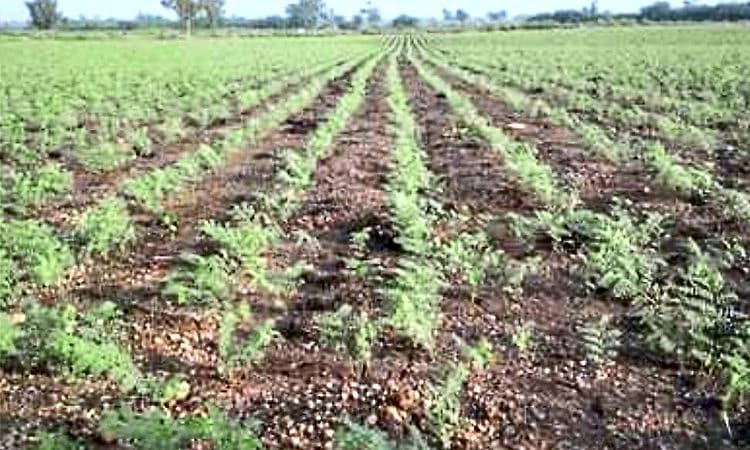 Gadag; ಕಡಲೆ ಬೆಳೆಗೆ ಕೀಟ ಕಾಟ; ಅನ್ನದಾತ ಆತಂಕ