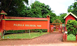 Mangaluru: ಪಿಲಿಕುಳದಲ್ಲಿ ಕೃಷ್ಣಮೃಗ ಸಾವು