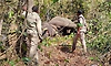 Elephant captured after woman killed in attack in Chikkamagaluru