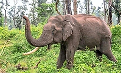 ಚಿಕ್ಕಮಗಳೂರು: ಕಾಡಾನೆ ಅಟ್ಟಹಾಸಕ್ಕೆ ಮತ್ತೊಂದು ಬಲಿ!