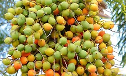 Arecanut: ಅಡಿಕೆ ಕೊಯ್ಲು