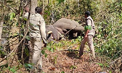 ಚಿಕ್ಕಮಗಳೂರು; ಕಾರ್ಯಾಚರಣೆ ಯಶಸ್ವಿ: ಕೊನೆಗೂ ಅರಣ್ಯ ಇಲಾಖೆಯ ಬಲೆಗೆ ಬಿದ್ದ ಕಾಡಾನೆ!