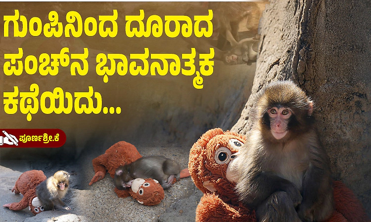 ತಾಯಿಯಿಂದ ದೂರಾದ ಮರಿ ಮಂಗನಿಗೆ ಬೊಂಬೆಯೇ ಬದುಕಿನ ಸಂಜೀವಿನಿ!