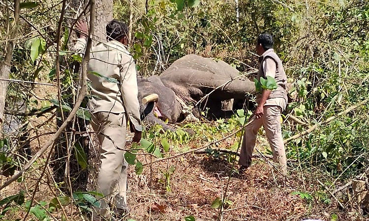 ಕಾಡಾನೆ ದಾಳಿಗೆ ಮಹಿಳೆ ಬಲಿ: ಯಶಸ್ವಿ ಕಾರ್ಯಾಚರಣೆ ನಡೆಸಿ ಕಾಡಾನೆ ಸೆರೆ ಹಿಡಿದ ಅರಣ್ಯ ಇಲಾಖೆ