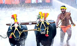 Kambala: ಸಮಯ ಪಾಲನೆಯಲ್ಲಿ ಮಾದರಿಯಾದ ವಾಮಂಜೂರು ತಿರುವೈಲುಗುತ್ತು ಕಂಬಳ