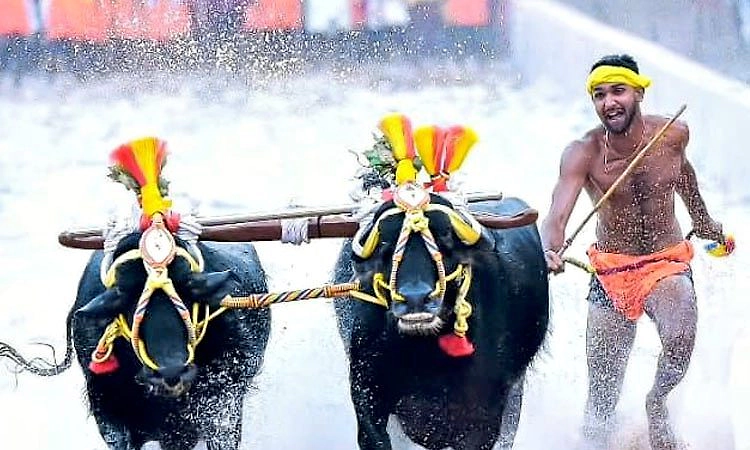 Kambala: ಸಮಯ ಪಾಲನೆಯಲ್ಲಿ ಮಾದರಿಯಾದ ವಾಮಂಜೂರು ತಿರುವೈಲುಗುತ್ತು ಕಂಬಳ