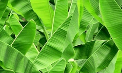 ಕರಾವಳಿಯ ಬಾಳೆ ಎಲೆಗೆ ಕೇರಳದಲ್ಲಿ ಬೇಡಿಕೆ