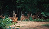 15 deer killed by stray dogs at animal rescue centre in Chhattisgarh