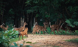 15 deer killed by stray dogs at animal rescue centre in Chhattisgarh