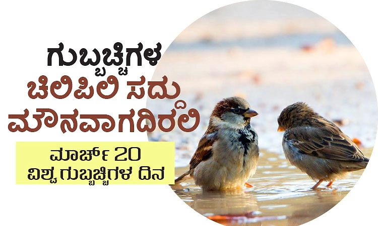 Sparrow:ಗುಬ್ಬಚ್ಚಿಗಳ ಚಿಲಿಪಿಲಿ ಸದ್ದು ಮೌನವಾಗದಿರಲಿ:ಮಾರ್ಚ್‌ 20-ವಿಶ್ವ ಗುಬ್ಬಚ್ಚಿಗಳ ದಿನ‌