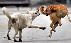 ರಾಜಸ್ಥಾನದಲ್ಲಿ ನಾಯಿಗಳ ಅಟ್ಟಹಾಸ: ಒಂದೇ ವರ್ಷದಲ್ಲಿ ದುಪ್ಪಟ್ಟಾದ ಪ್ರಕರಣ