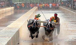 Kambala: 33ನೇ ವರ್ಷದ ವೇಣೂರು-ಪೆರ್ಮುಡ ಕಂಬಳ ಫಲಿತಾಂಶ