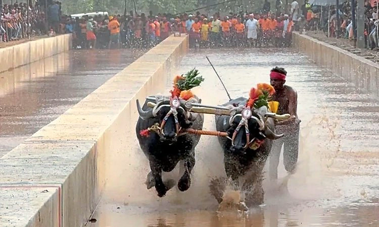 Kambala: 33ನೇ ವರ್ಷದ ವೇಣೂರು-ಪೆರ್ಮುಡ ಕಂಬಳ ಫಲಿತಾಂಶ
