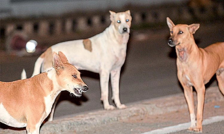 ಛತ್ತೀಸ್‌ಗಢ: ಬೀದಿನಾಯಿಗಳ ದಾಳಿಗೆ 15 ಜಿಂಕೆಗಳ ಸಾವು