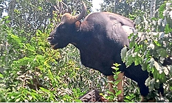 ಚಿಕ್ಕಮಗಳೂರು: ಕಾಫಿನಾಡಲ್ಲಿ ಕಾಡುಕೋಣಗಳ ಅಟ್ಟಹಾಸ: ಹೆಚ್ಚಿದ ಆತಂಕ