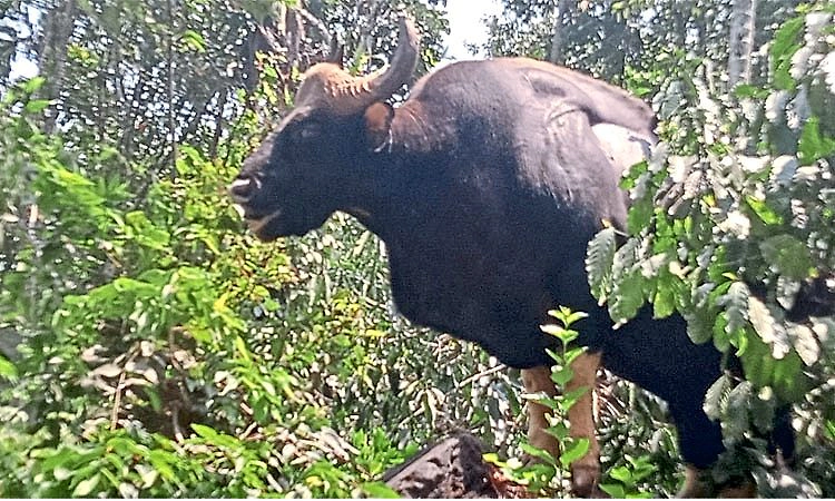 ಚಿಕ್ಕಮಗಳೂರು: ಕಾಫಿನಾಡಲ್ಲಿ ಕಾಡುಕೋಣಗಳ ಅಟ್ಟಹಾಸ: ಹೆಚ್ಚಿದ ಆತಂಕ