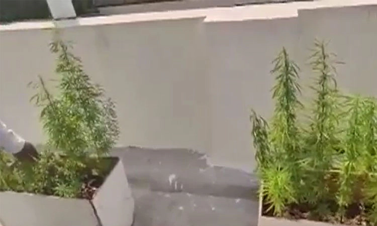 ಕೆಲಸ ಕಳೆದುಕೊಂಡ ಗಾಂಜಾ ವ್ಯಸನಿ ಟೆಕಿ: ಮನೆಯಲ್ಲೆ ಗಿಡ ಬೆಳೆಸಿದ್ದ!