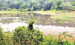 Belthangady: ಪೆರ್ನೇಲೆ ಕೆರೆ 300 ಮನೆಗಳಿಗೆ ಆಸರೆ