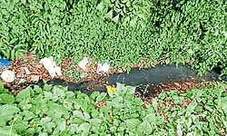 ಕೊಳಚೆ ಗುಂಡಿ: ಅಪಾಯದಲ್ಲಿ ಕೊರಂಟಿಬೆಟ್ಟು!