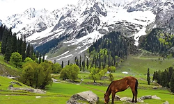 ಪಹಲ್ಗಾಮ್‌ ದಾಳಿಗೆ ಒಂದು ವರ್ಷ: ಅವಿಸ್ಮರಣೀಯ ನಮ್ಮ ಈ ಕಾಶ್ಮೀರ ಪ್ರವಾಸ!